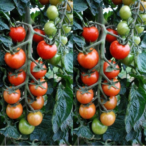 Pingpongtomaat 'Primabella'