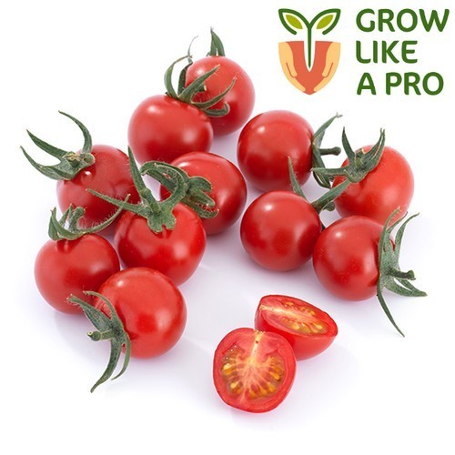 Cherry tomato 'Probini' F1