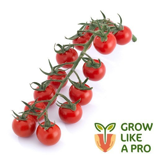 Cherry tomato 'Probini' F1