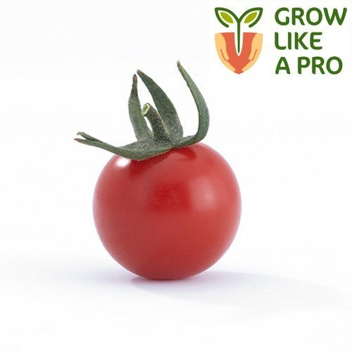 Cherry tomato 'Probini' F1