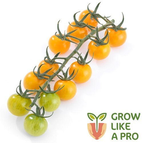 Cherry tomato 'Profolera' F1