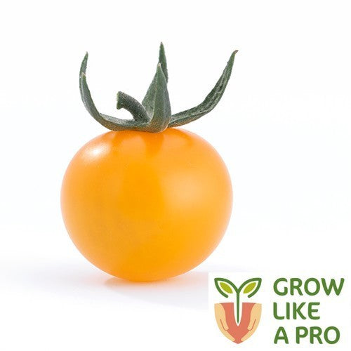 Cherry tomato 'Profolera' F1