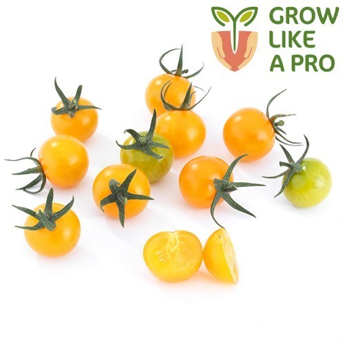 Cherry tomato 'Profolera' F1