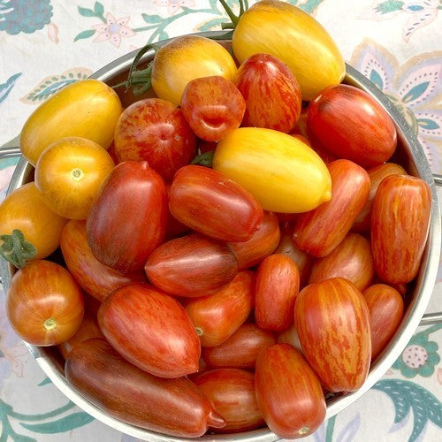 Plum Tomatoes 'Pyjama Party'