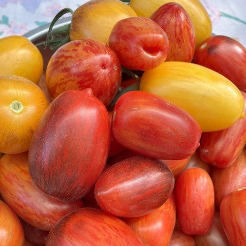 Plum Tomatoes 'Pyjama Party'