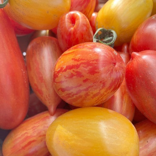 Plum Tomatoes 'Pyjama Party'