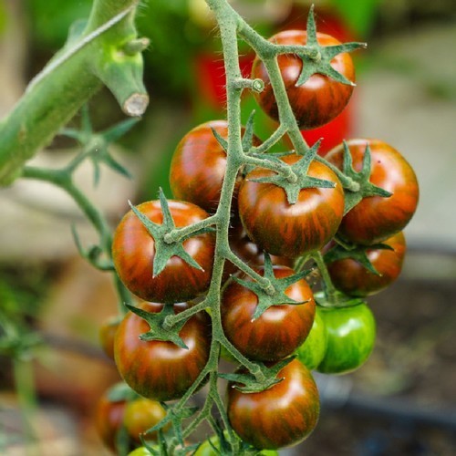 Pingpong Tomato 'Rajce Tygrovane' / 'Romanian Tigerella'