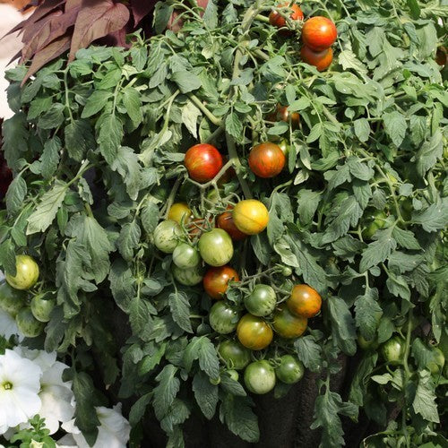 Ping Pong Tomato 'Rambling Red Stripe'