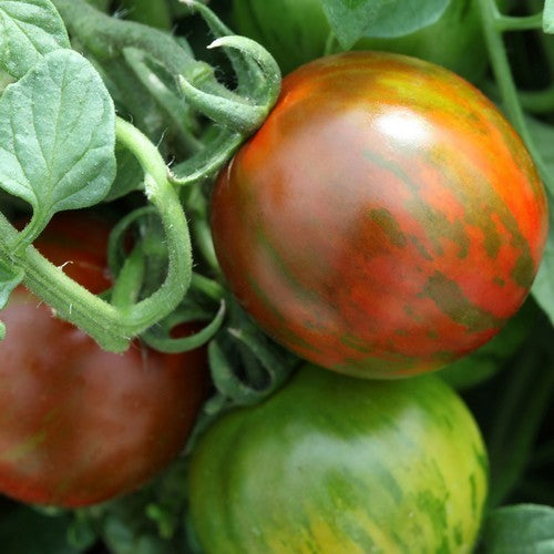 Ping Pong Tomato 'Rambling Red Stripe'