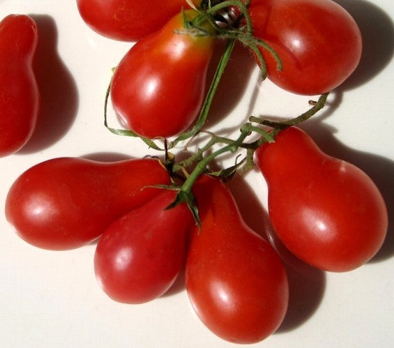 Kerstomaat 'Red Pearshaped' / 'Red Cluster Pear' / 'Red Fig'