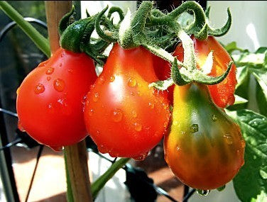 Kerstomaat 'Red Pearshaped' / 'Red Cluster Pear' / 'Red Fig'
