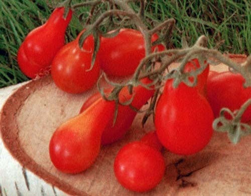 Kerstomaat 'Red Pearshaped' / 'Red Cluster Pear' / 'Red Fig'