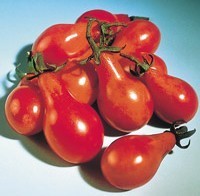 Kerstomaat 'Red Pearshaped' / 'Red Cluster Pear' / 'Red Fig'
