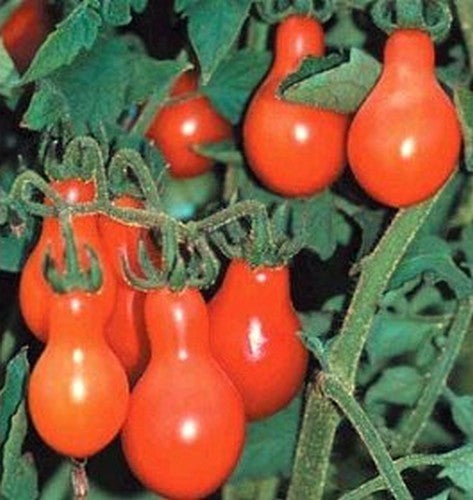 Kerstomaat 'Red Pearshaped' / 'Red Cluster Pear' / 'Red Fig'