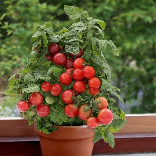 Kerstomaat 'Red Shapovka' / 'Red Shapochka' / Krasnaya S