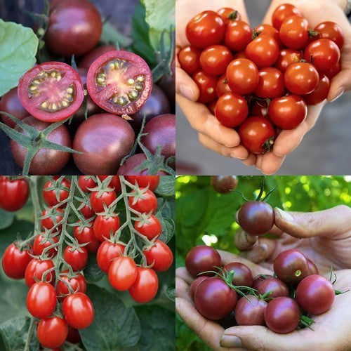Wild Tomatoes 'Red Sweeties'