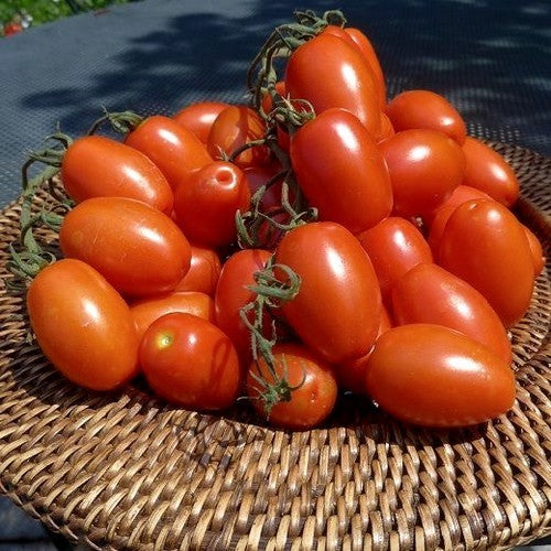Olijftomaatje 'Romanita' F1 / 'Atomino' F1