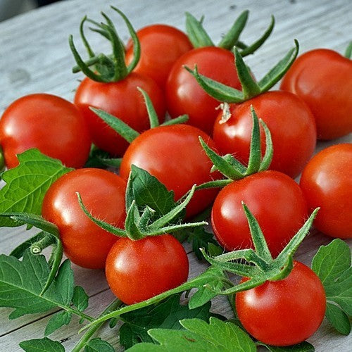 Cherry tomato 'Rosii Marunte'