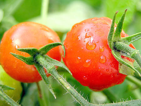 Kerstomaat 'Rote Murmel' / 'Sweet Bite' / 'Rode Knikker'