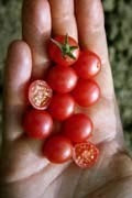 Kerstomaat 'Rote Murmel' / 'Sweet Bite' / 'Rode Knikker'