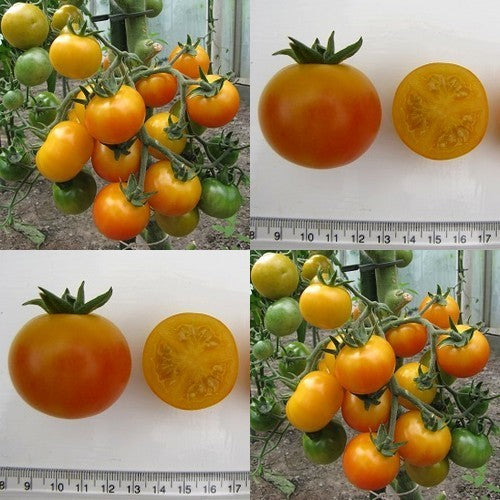 Cherry Tomato 'Pink Quartz Orange' / 'Rose Quartz Orange'