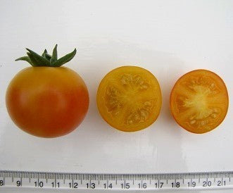 Cherry Tomato 'Pink Quartz Orange' / 'Rose Quartz Orange'