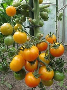 Cherry Tomato 'Pink Quartz Orange' / 'Rose Quartz Orange'