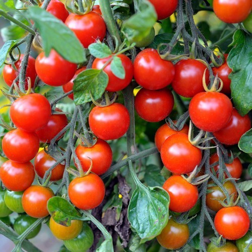 Cherry Tomato 'Seker'