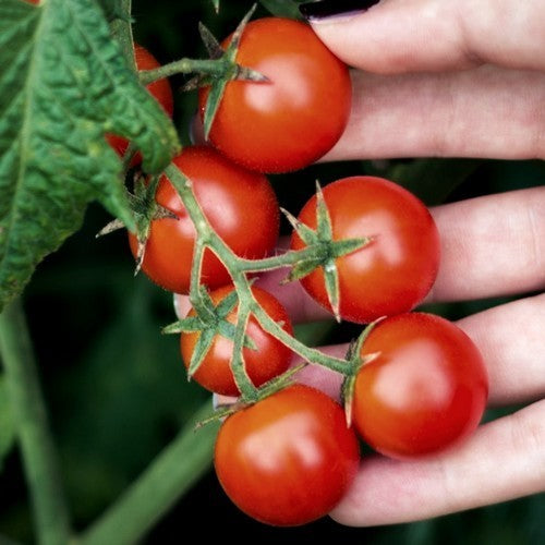 Cherry Tomato 'Seker'