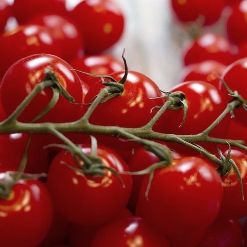 Cherry Tomato 'Severnaya Malutka' / 'Northern Babe'