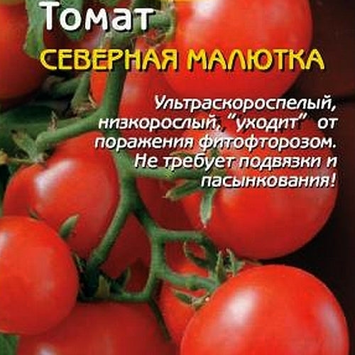 Cherry Tomato 'Severnaya Malutka' / 'Northern Babe'