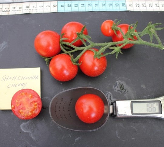 Cherry tomato 'Sheng Huang Cherry'