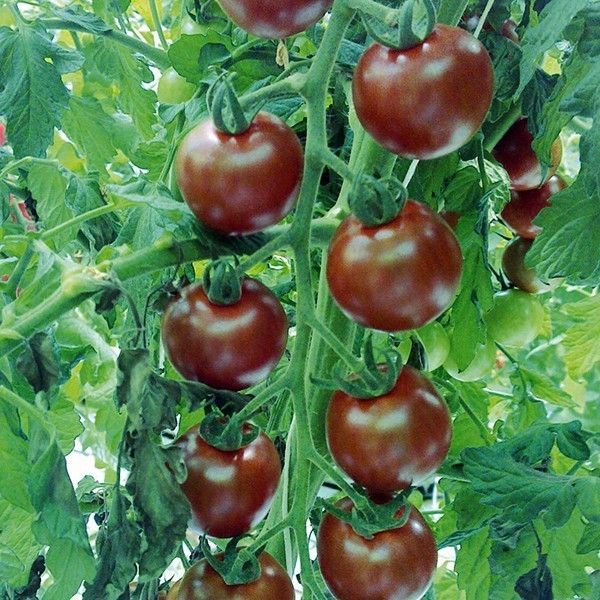Cherry tomato 'Sunchocola' F1