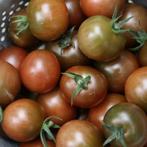 Cherry tomato 'Sunchocola' F1
