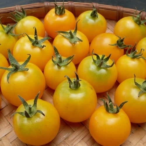 Pingpongtomaat 'Sunshine'