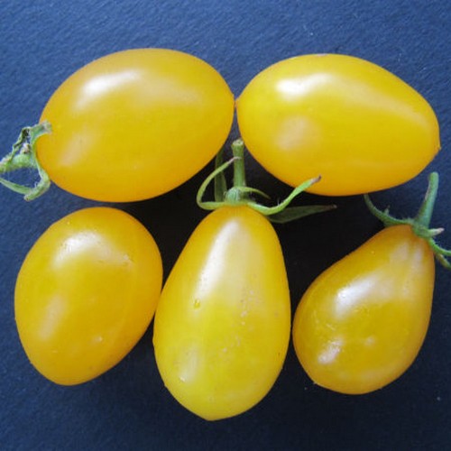 Peertomaatje 'Sweet Beverley'
