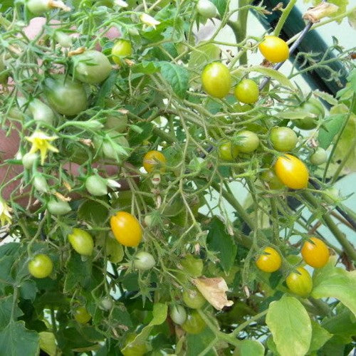 Peertomaatje 'Sweet Beverley'