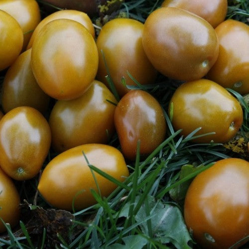 Olive tomato 'Sweet Bronze' / 'Bronza'