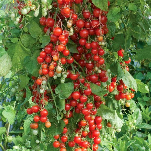 Kerstomaat 'Sweet-Million' / 'Red Centiflor' / 'Rideau S'