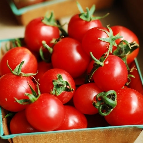 Cherry Tomato 'The Early Cherry'