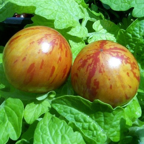 Olijftomaatje 'Tigerette'