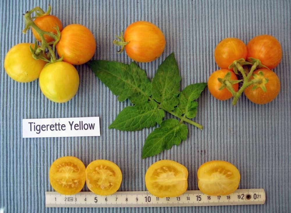 Pingpongtomaat 'Tigerette Yellow' / 'Tigerette Cherry'