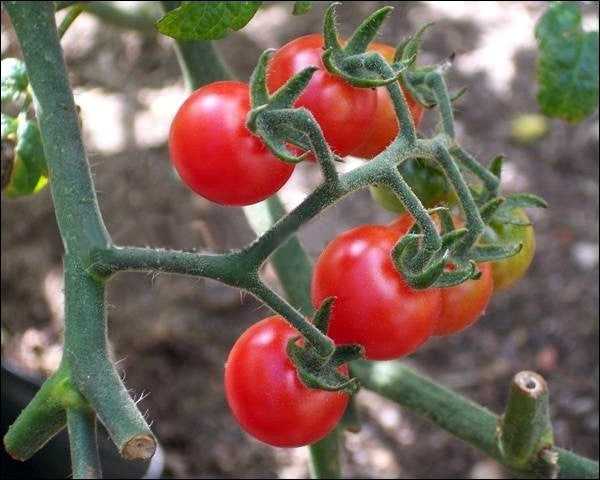 Cherry tomato 'Tomatito de Jalapa'