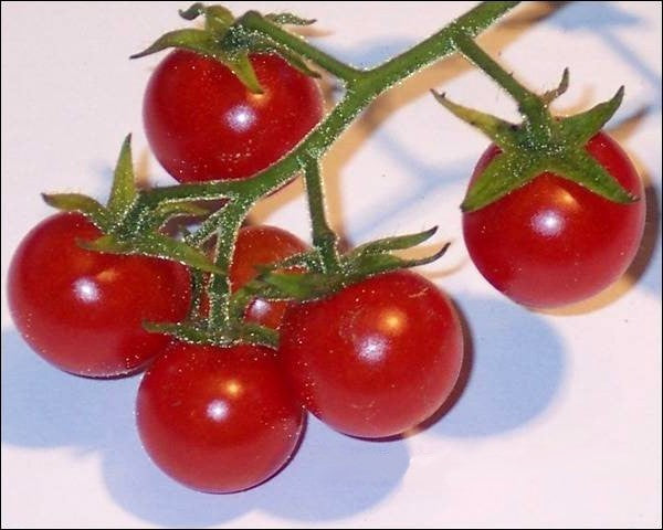 Cherry tomato 'Tomatito de Jalapa'