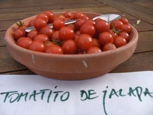 Cherry tomato 'Tomatito de Jalapa'