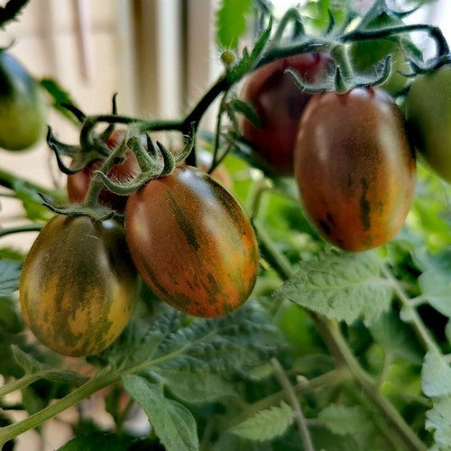 Cherry tomato 'Tumbling Tiger'