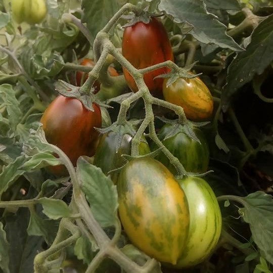 Cherry tomato 'Tumbling Tiger'