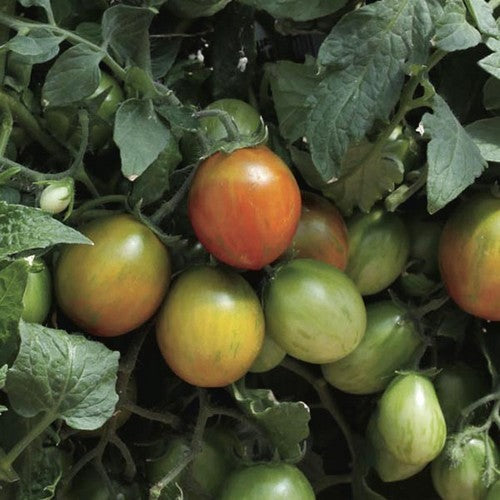 Cherry tomato 'Tumbling Tiger'