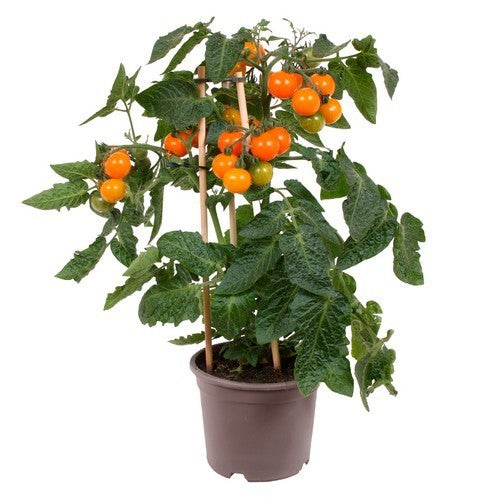Cherry Tomato 'Valencia' F1