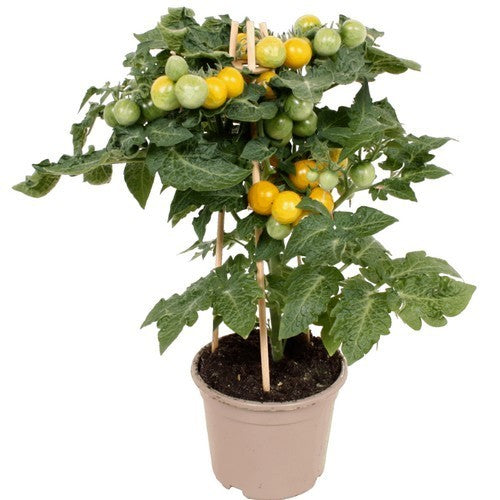 Cherry Tomato 'Villach' F1
